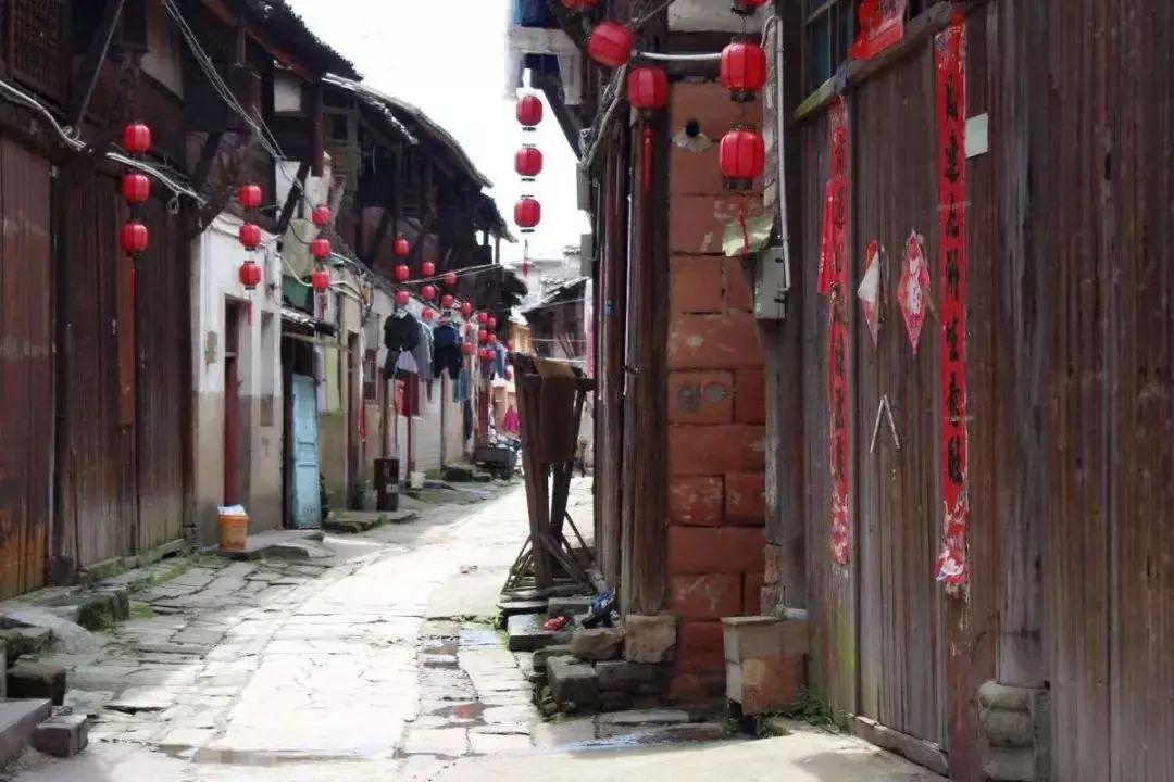 拯救受伤的猫